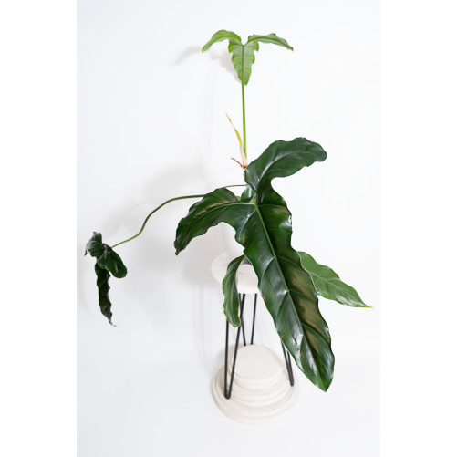 Philodendron delinksii