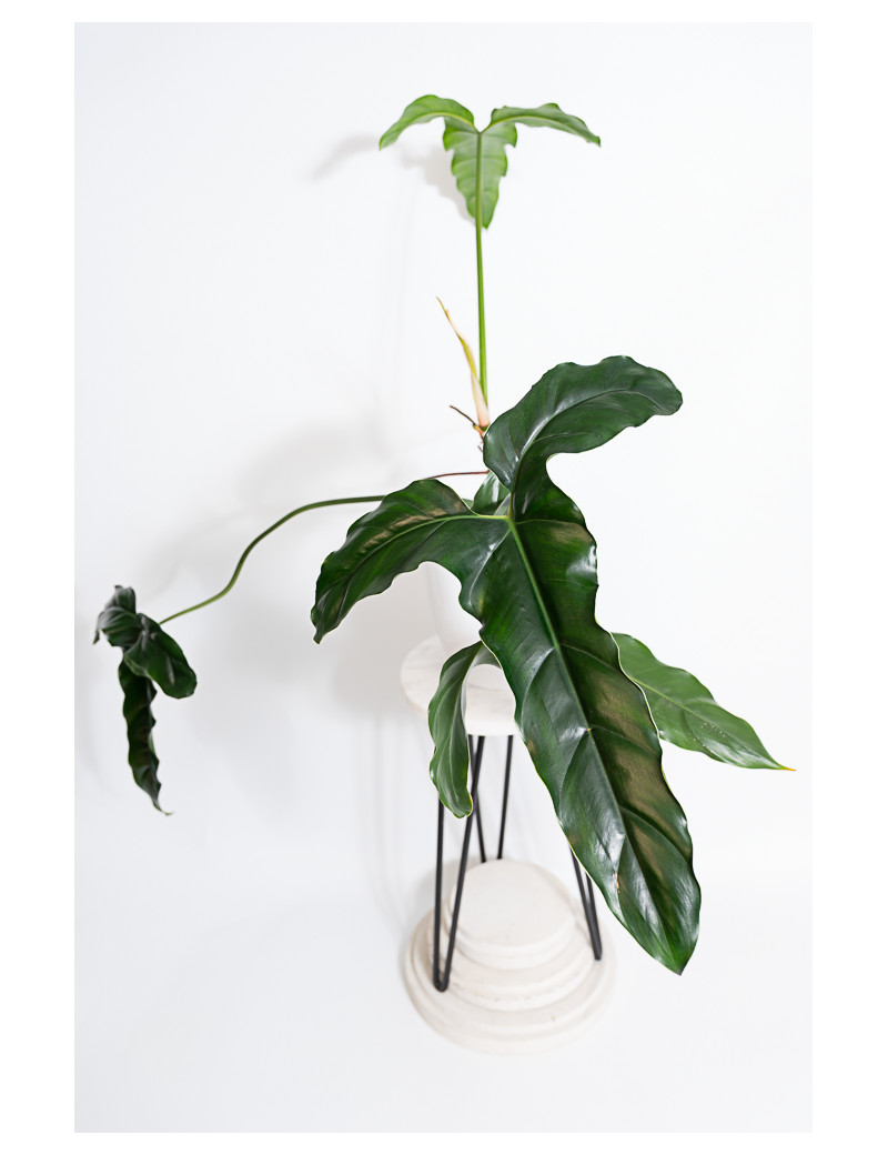 Philodendron delinksii