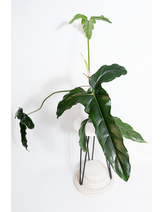 Philodendron delinksii