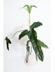 Philodendron delinksii