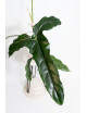 Philodendron delinksii