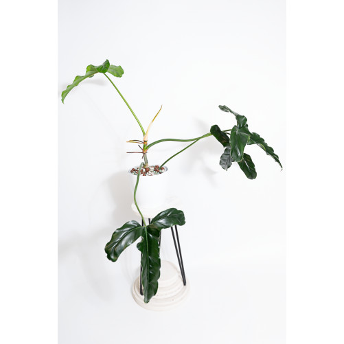 Philodendron delinksii