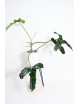 Philodendron delinksii