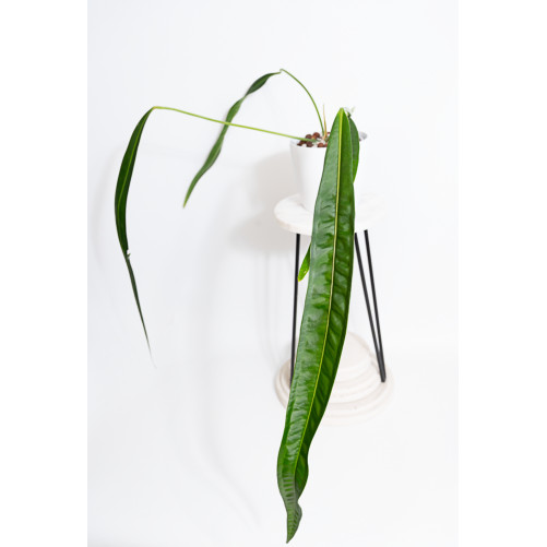 Anthurium pallidiflorum...