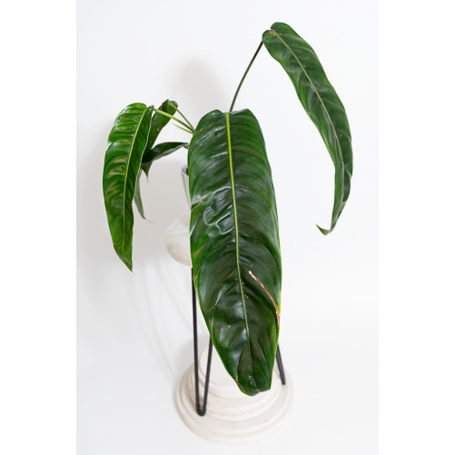 Philodendron patriciae