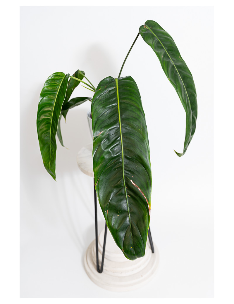 Philodendron patriciae