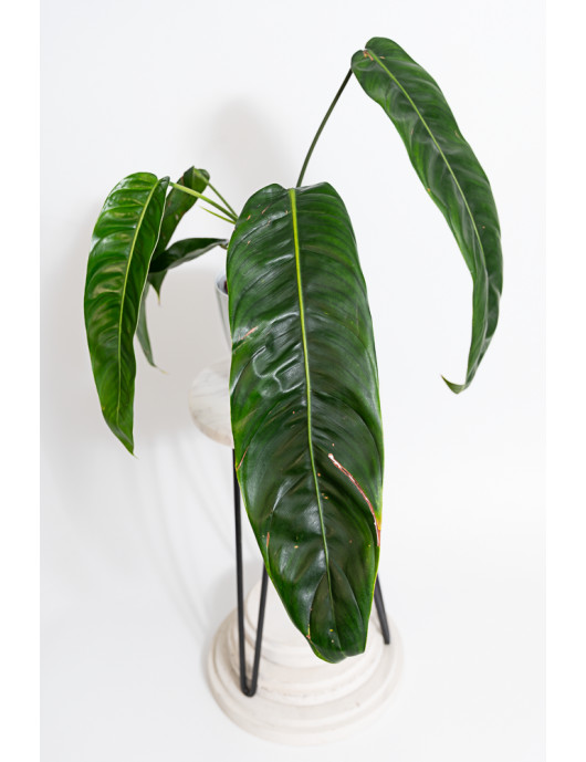 Philodendron patriciae