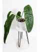 Philodendron patriciae