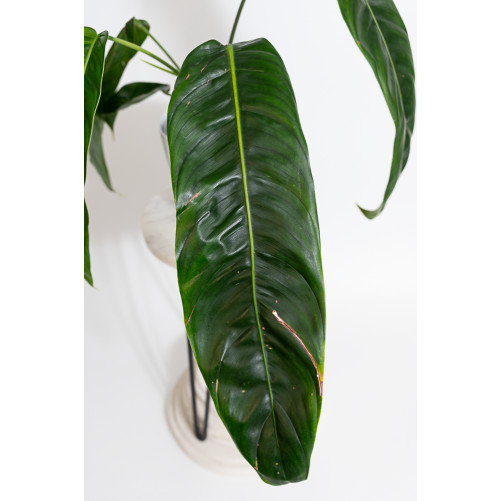 Philodendron patriciae