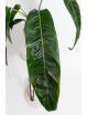 Philodendron patriciae