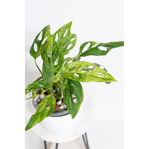 Monstera indonesian marble