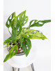 Monstera indonesian marble
