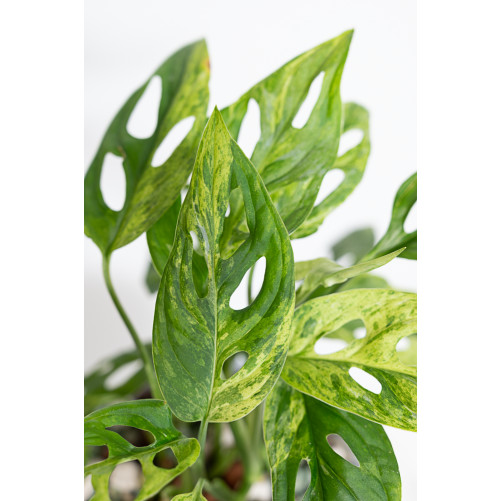 Monstera indonesian marble