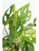 Monstera indonesian marble