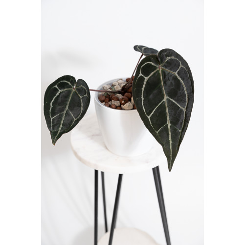 Anthurium Zara '29' x...