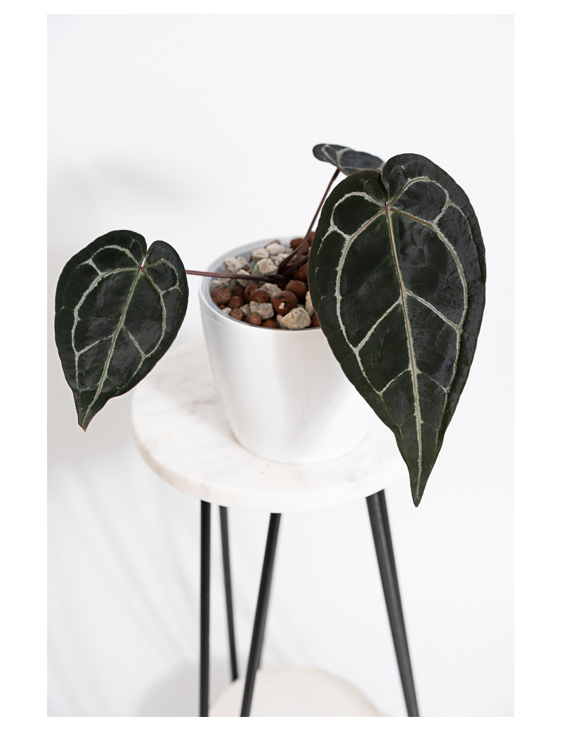 Anthurium Zara '29' x (Michelle x Zara) '28'