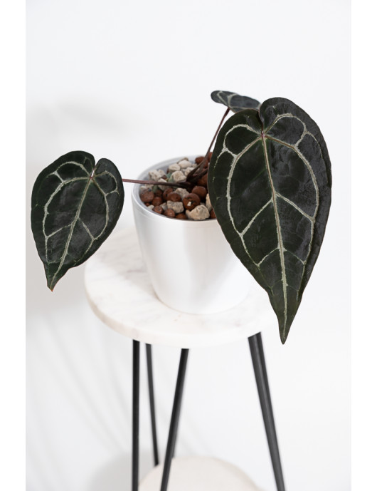 Anthurium Zara '29' x (Michelle x Zara) '28'