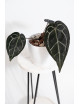 Anthurium Zara '29' x (Michelle x Zara) '28'