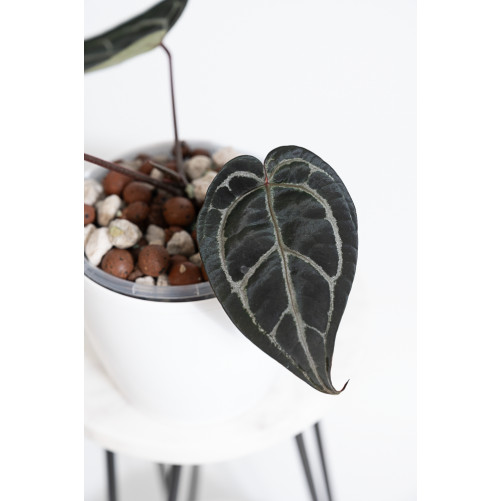 Anthurium Zara '29' x (Michelle x Zara) '28'