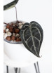 Anthurium Zara '29' x (Michelle x Zara) '28'