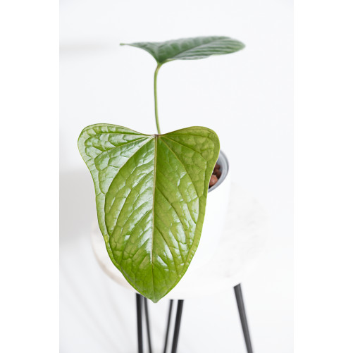 Anthurium moronense x...