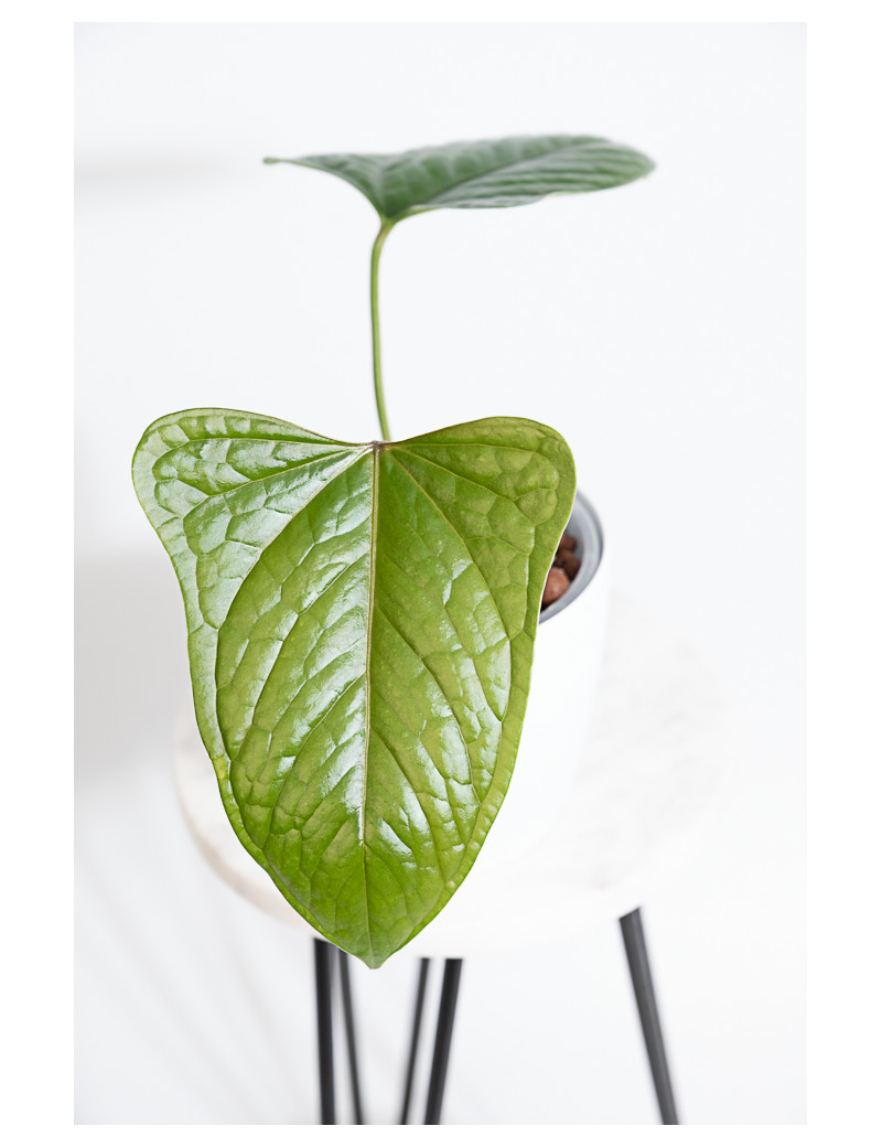 Anthurium moronense x luxurians/ Green Crocodile