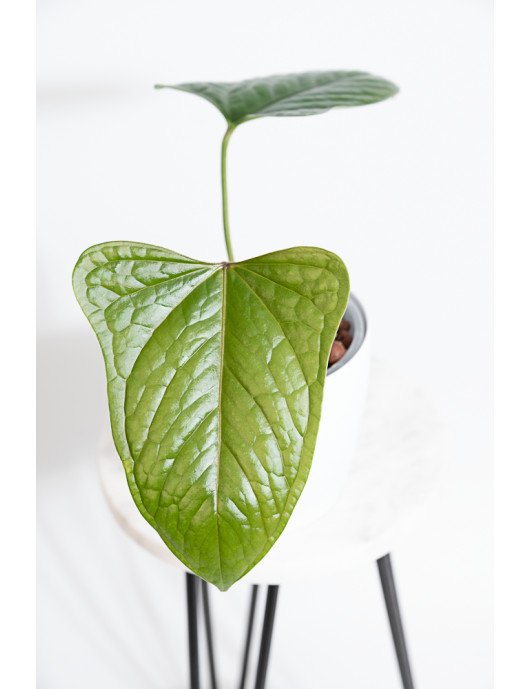 Anthurium moronense x luxurians/ Green Crocodile