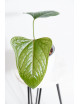 Anthurium moronense x luxurians/ Green Crocodile