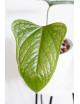 Anthurium moronense x luxurians/ Green Crocodile