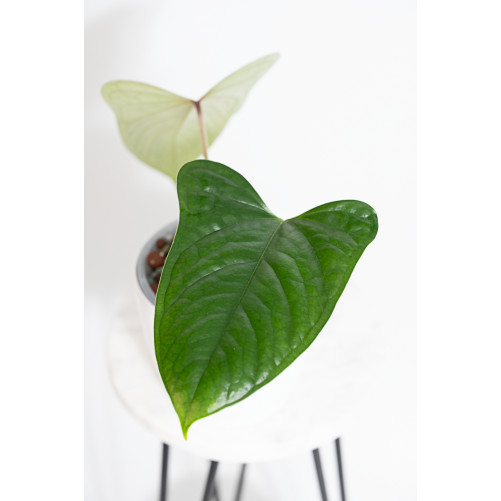 Anthurium moronense x luxurians/ Green Crocodile