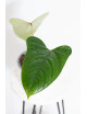 Anthurium moronense x luxurians/ Green Crocodile