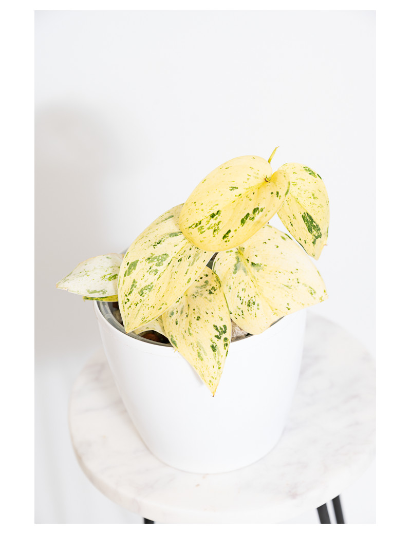 Scindapsus jade satin variegata