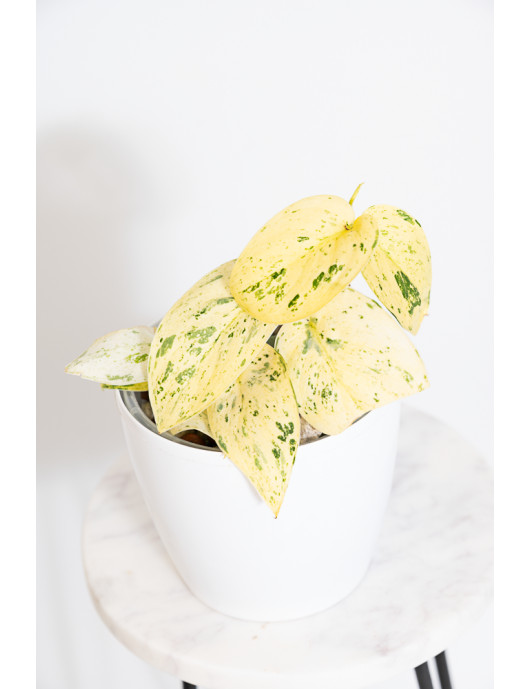 Scindapsus jade satin variegata