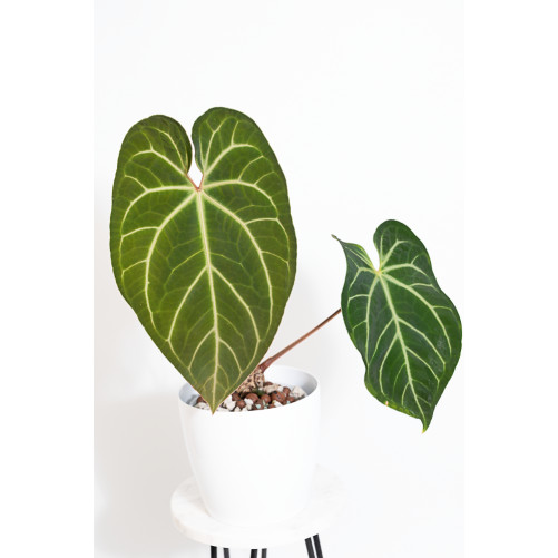 Anthurium besseae aff x...