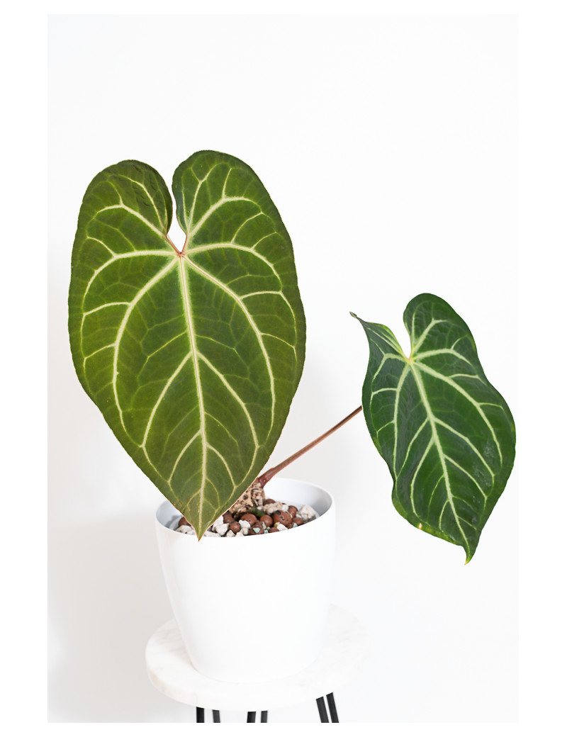 Anthurium besseae aff x magnificum