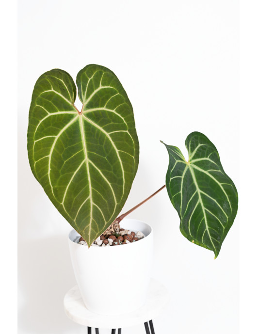Anthurium besseae aff x magnificum