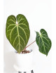 Anthurium besseae aff x magnificum