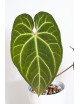 Anthurium besseae aff x magnificum