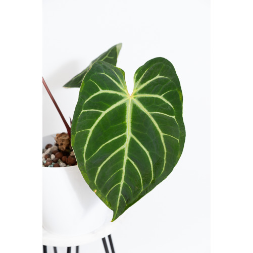 Anthurium besseae aff x magnificum