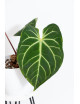 Anthurium besseae aff x magnificum