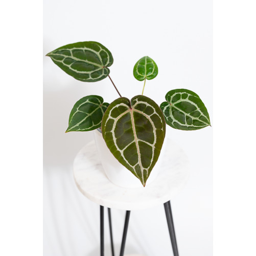 Anthurium (Michelle x...