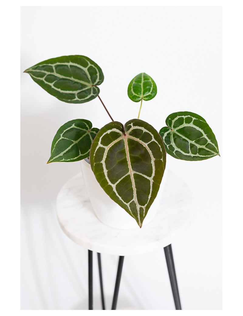 Anthurium (Michelle x Zara)'28' x Zara '52'