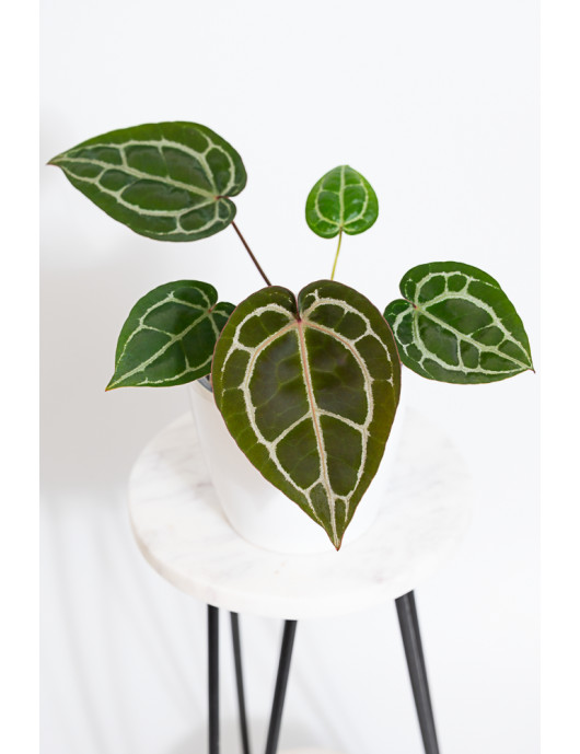 Anthurium (Michelle x Zara)'28' x Zara '52'