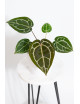Anthurium (Michelle x Zara)'28' x Zara '52'