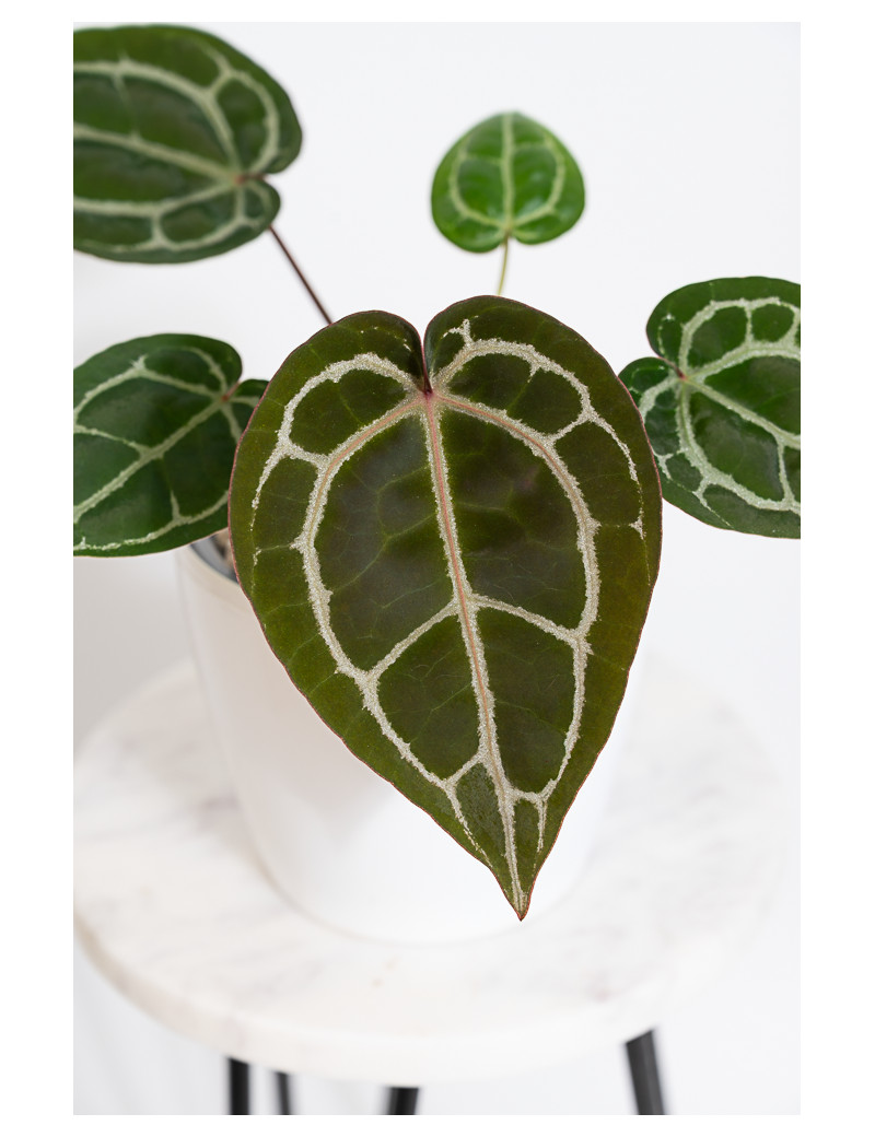 Anthurium kunayalense × A.zara Michelle Anthurium (Michelle x Zara)'28' x Zara '52'