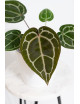 Anthurium (Michelle x Zara)'28' x Zara '52'