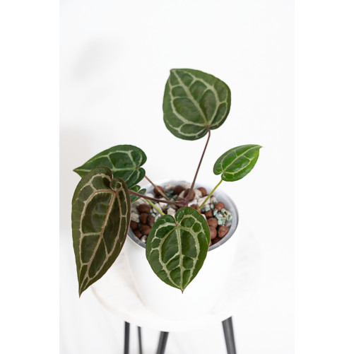 Anthurium (Michelle x Zara)'28' x Zara '52'