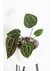 Anthurium (Michelle x Zara)'28' x Zara '52'