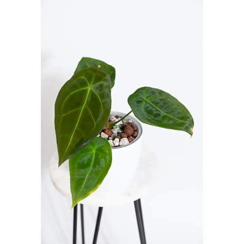 Anthurium forgetii DF