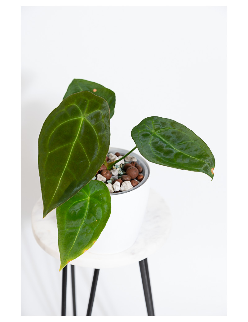 Anthurium forgetii DF